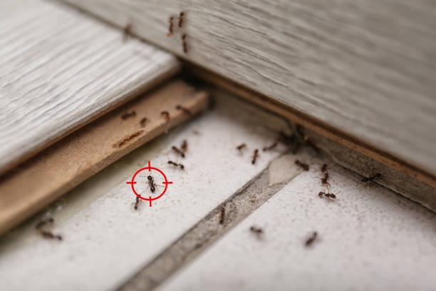 Best Pest Prevention Services  in Diamondhead, MS