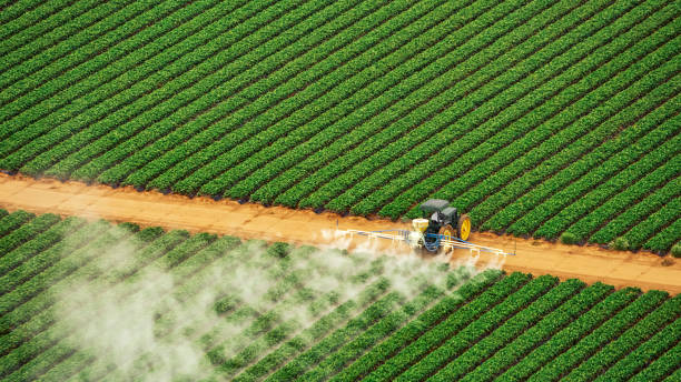 Wasp Removal Services in Diamondhead, MS