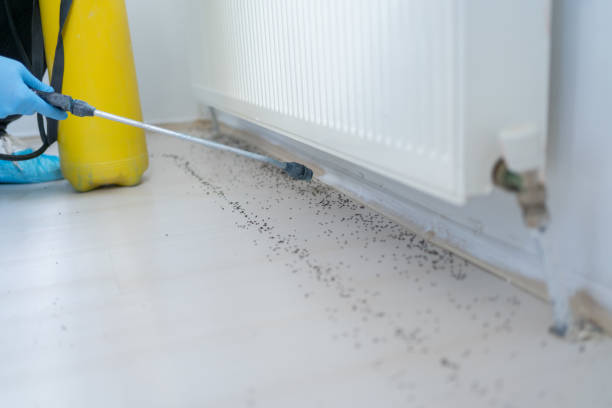 Best Affordable Pest Control Services  in Diamondhead, MS